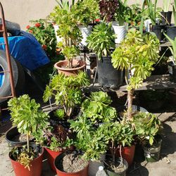 $5 Succulent Plants Lake Elsinore Ca 