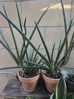 Sansevieria Plant, One Gallon Clay Pot, Large Plants