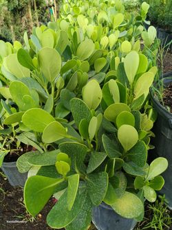 Clusia privacy hedge plants 3gl $4.50