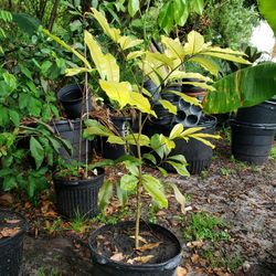Ackee Tree 