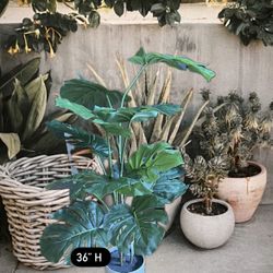 Silk Tree Plant In Ceramic Pot 