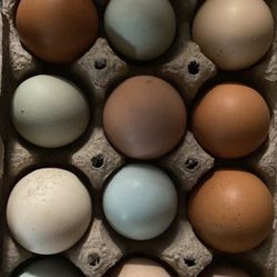Fresh Eggs