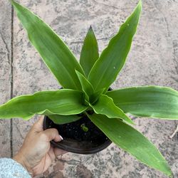 Plant With 2 Babies