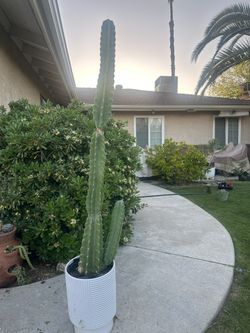 Cactus Plant
