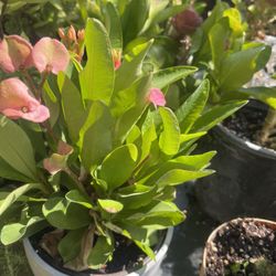 Corona De Cristo Plant firm $15