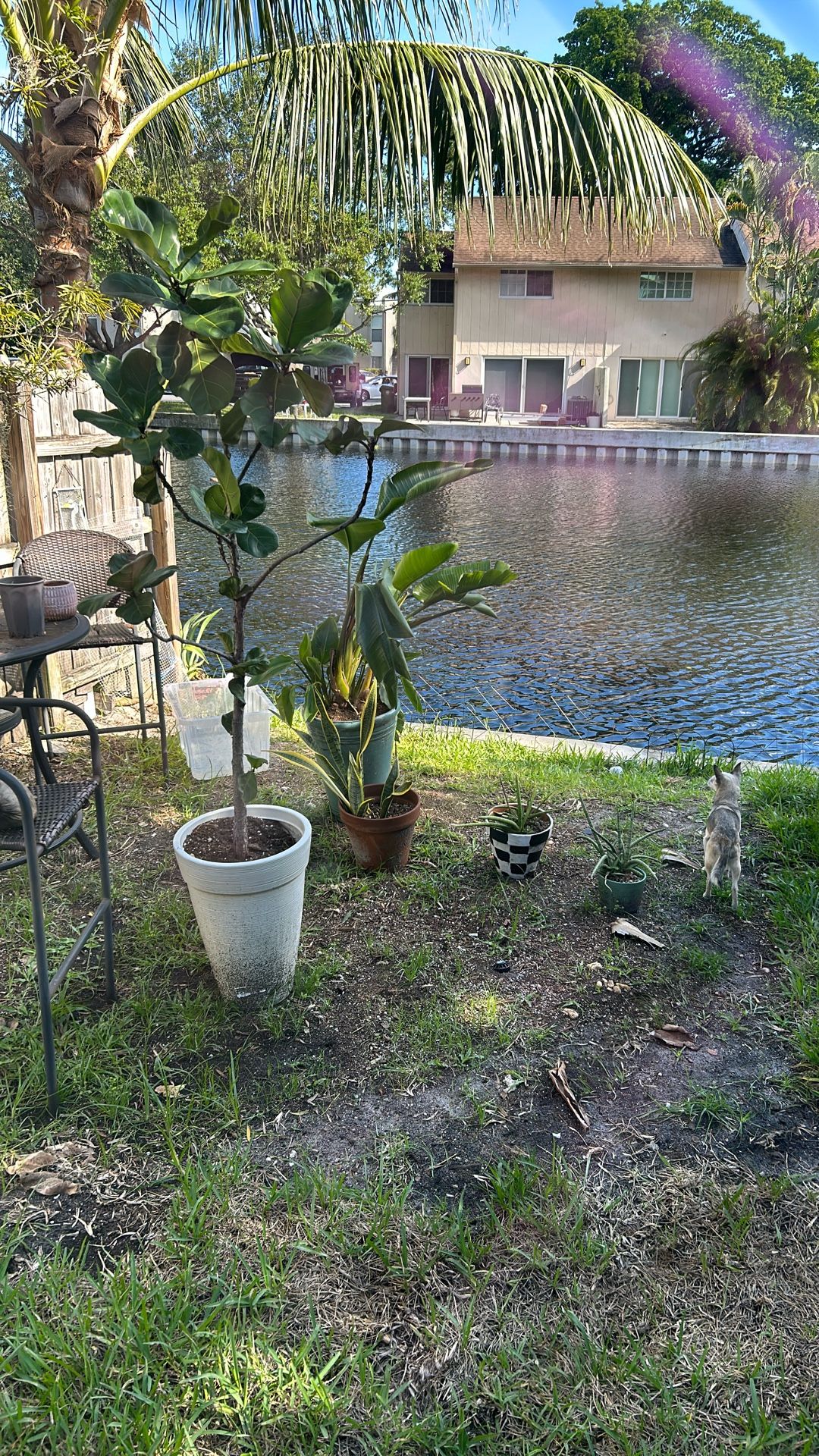 Fiddle Leaf Tree