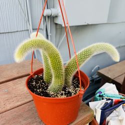 $30 A Pot Monkey Tail Cactus