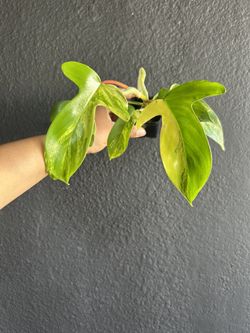 Variegated Philodendron Florida Beauty