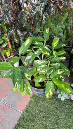 Cálatea plant