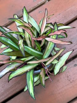 Variegated Hoya Wayetti