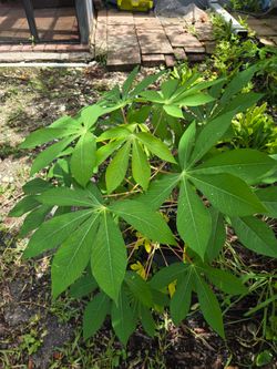 Yuca plants  casabe