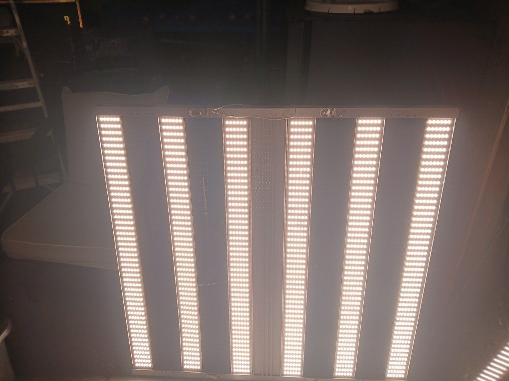 Growing Lghits 