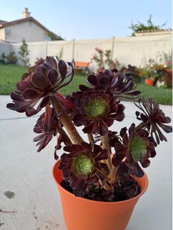 Succulent