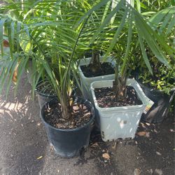 Majestic Palm $28 each