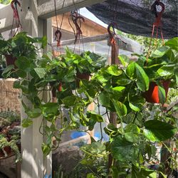 Golden pothos plants 🪴 🌿💛💚