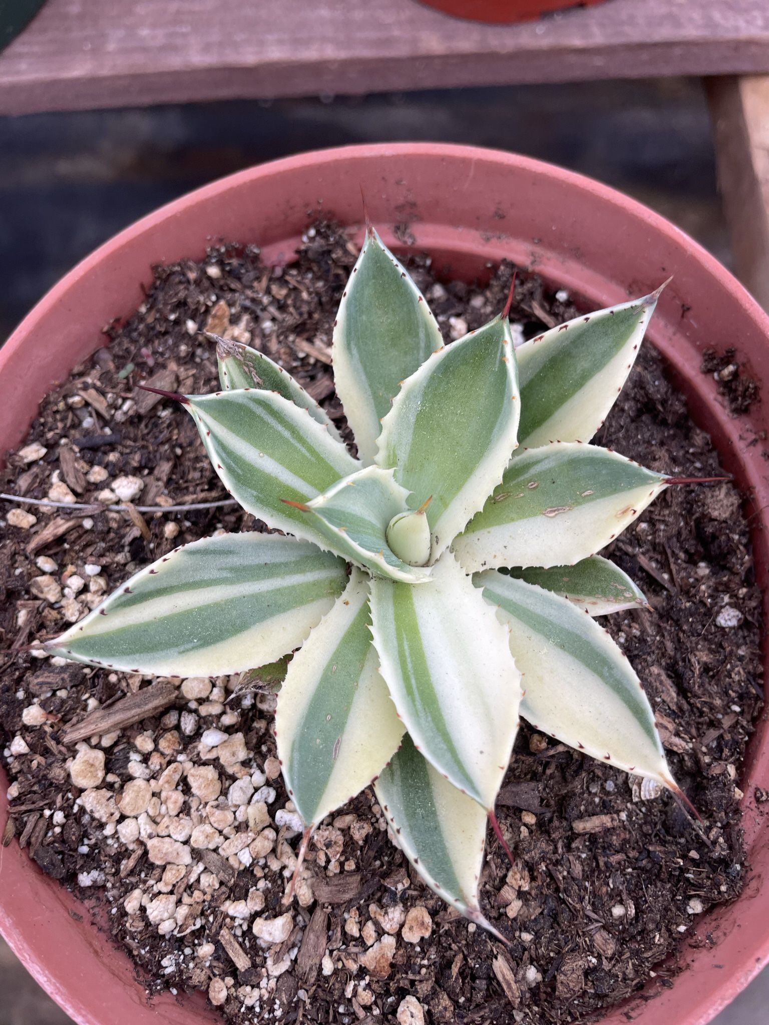 Agave