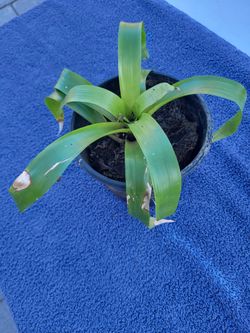 Yellow Bromlaid Plant One Gallon Pot 
