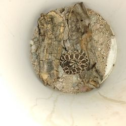 Juvenile rattlesnake