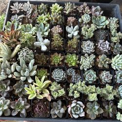 Plant Sale