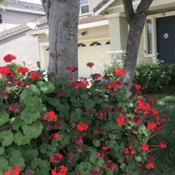 Geraniums Cuttings ( Pink Or Red) Have Dozens, $10 For 12 Cuttings