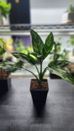 Plant - Aglaonema 