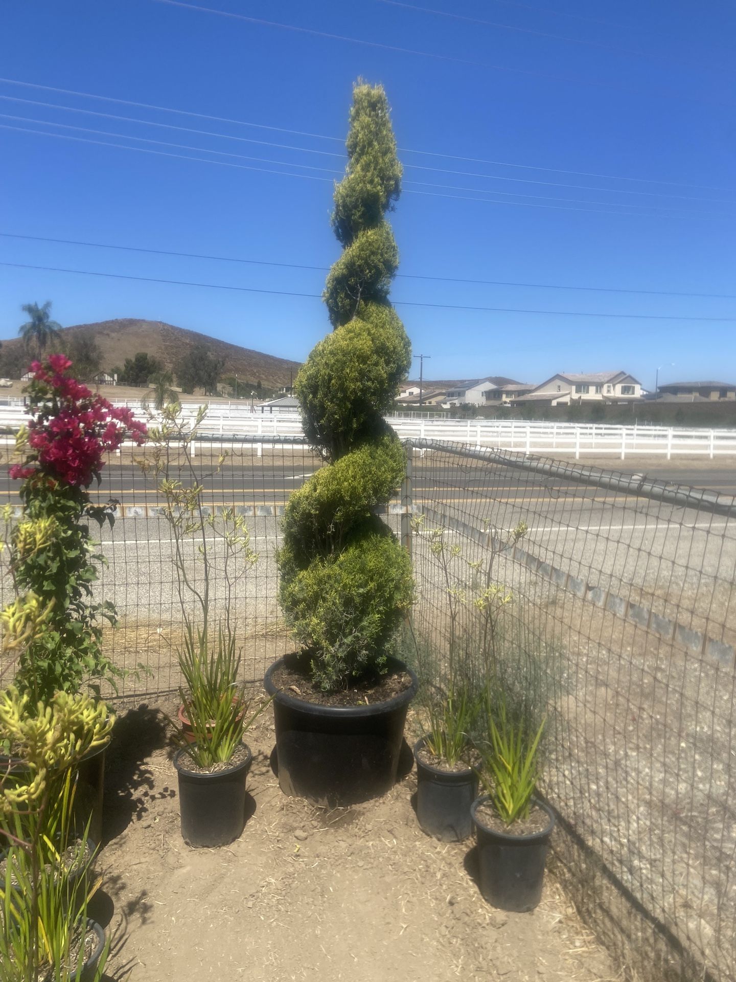 Spiral Cypress Topiary - 24 Gallon 8 Feet Tall