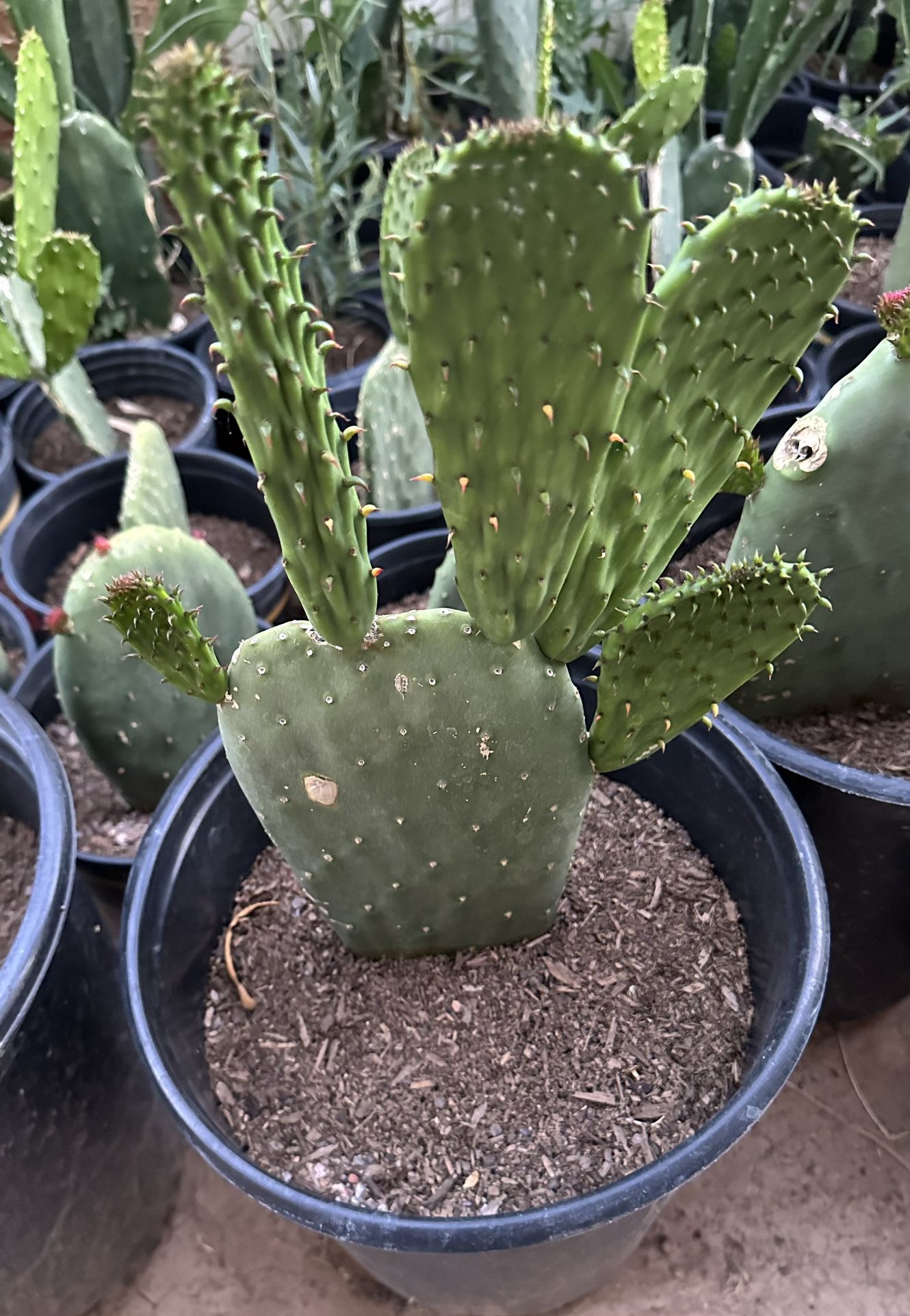 Cactus Plants To Eat In 5 Gallons $20 and $15 Each