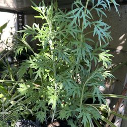 Planta Estafeate