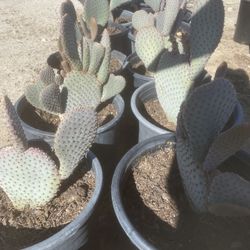Beaver Tail Opuntia 5gallon 
