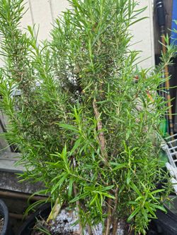 Rosemary in pot