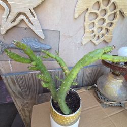 Three Rooted Cactuses 