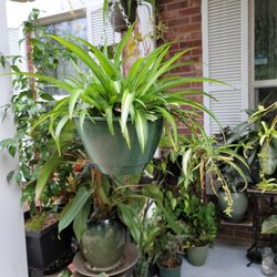 spider plant   Is each $40