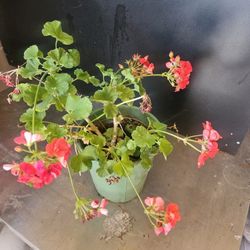 Beautiful Flowering Plants 