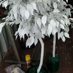 White Decorative Trees With Fairy Lights 