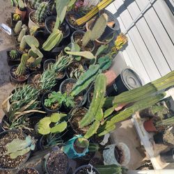 Lots Of Cacti - Cactus Sale - Starting At $5