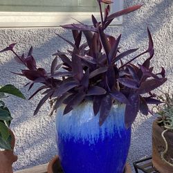 Purple Heart Succulent 
