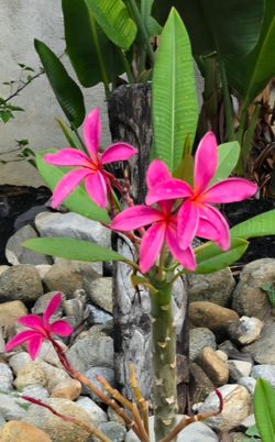 Plumeria cutting 2 feet long