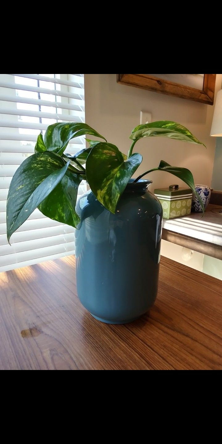 Pretty Vine Plant Air cleaning Blue (B)