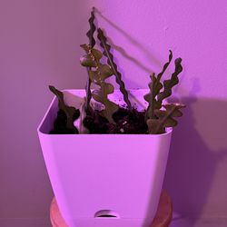 Fishbone Cactus (Ric Rac Cactus) Houseplant in Self-Watering Planter