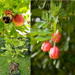 Ackee Trees In 3gal Arboles De Ackee Injertado 3gal