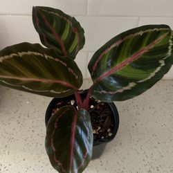 Calathea roseopicta Plant