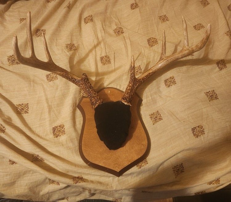 Deer Mount 8 Point