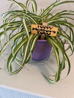 Mother’s Day Spider Plants