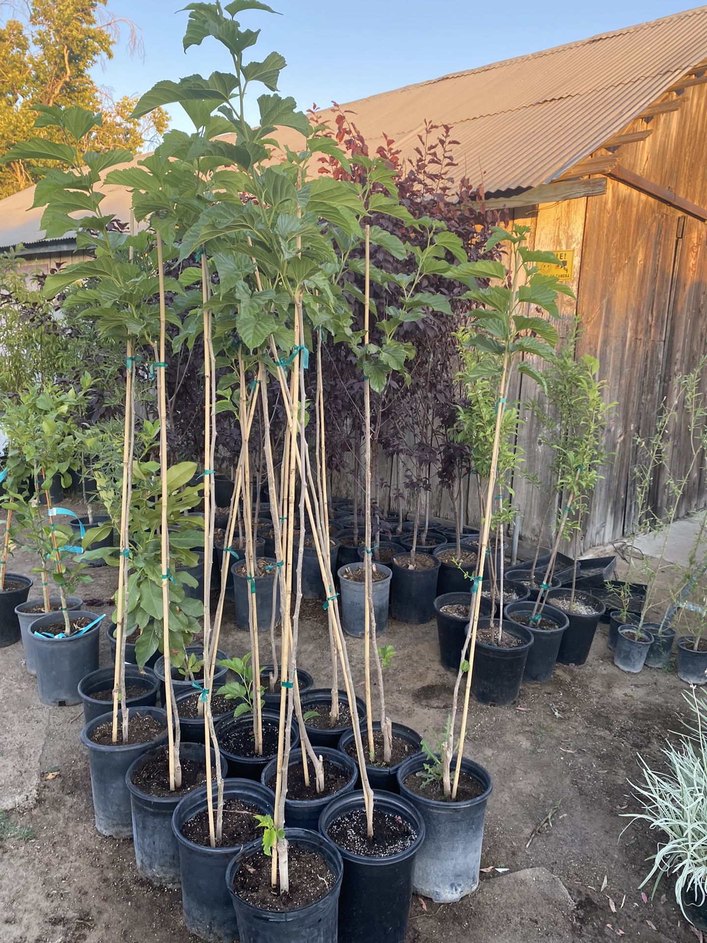 Fruitless mulberry shade trees / Arboles De Morros for Sale in Fresno