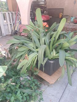 Orange Easter Lily family plants