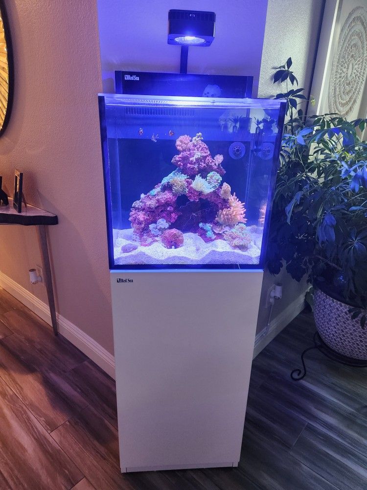 Saltwater Aquarium