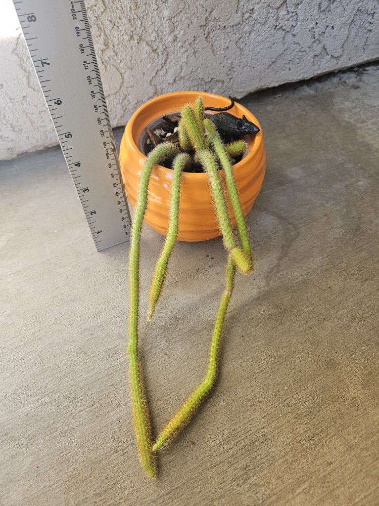 Rat Tail Cactus Plant 🐀🌵