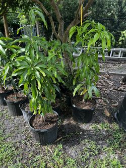 Mango tree- Grafted Piña Colada Variety In 15 Gallon Pot