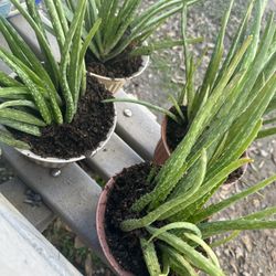 Aloe Vera Plants 