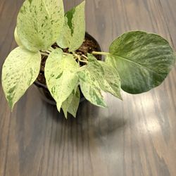Marble Queen Pothos